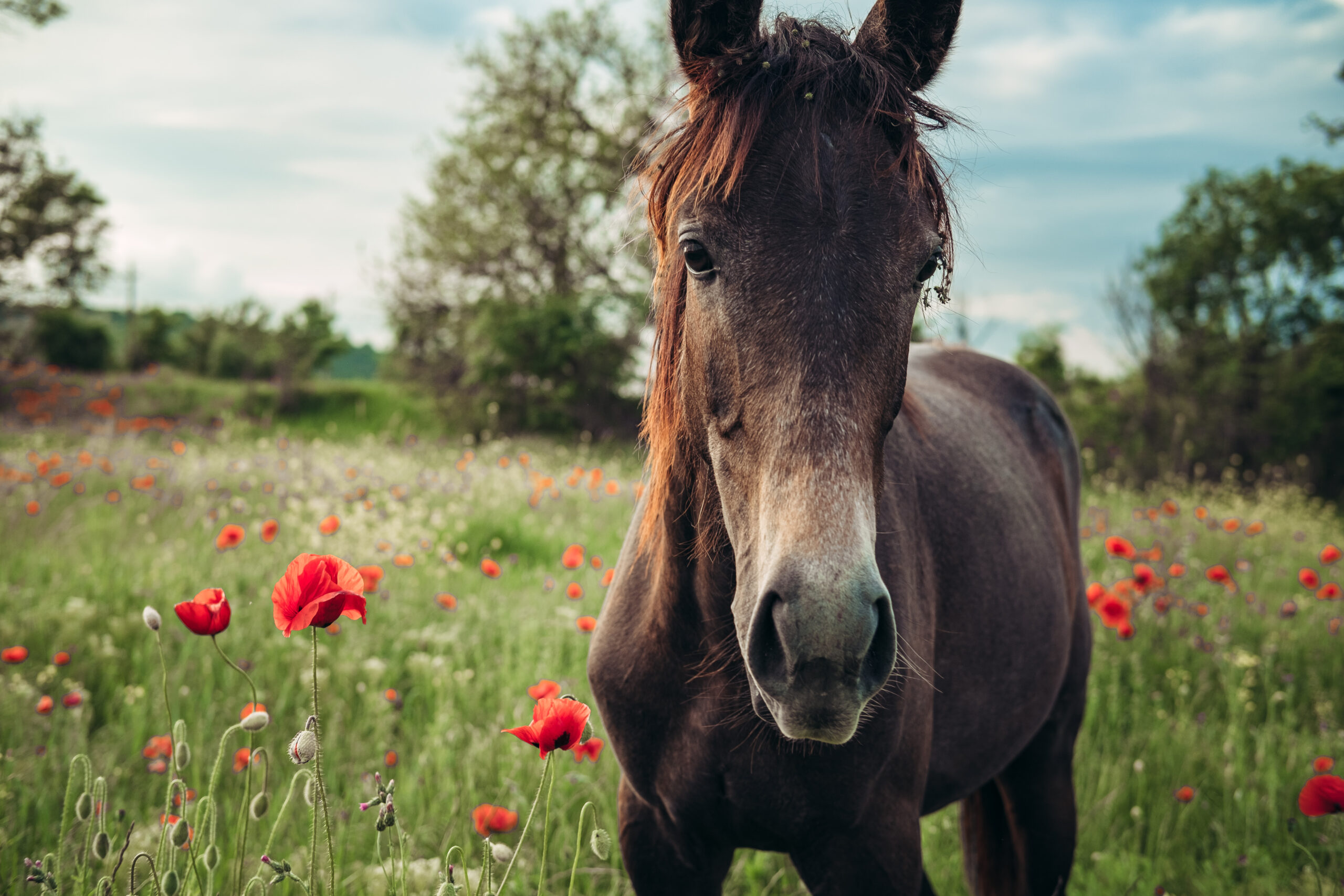 Beautiful horse in field