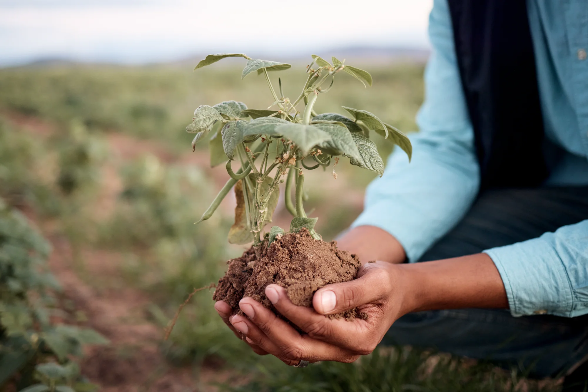 Hands planting in soil
